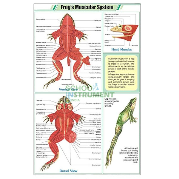 Frog Charts, Zoology